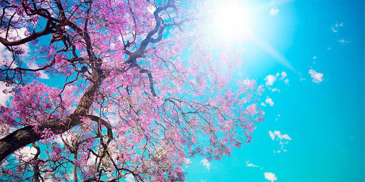 Victor Sollerhed banner