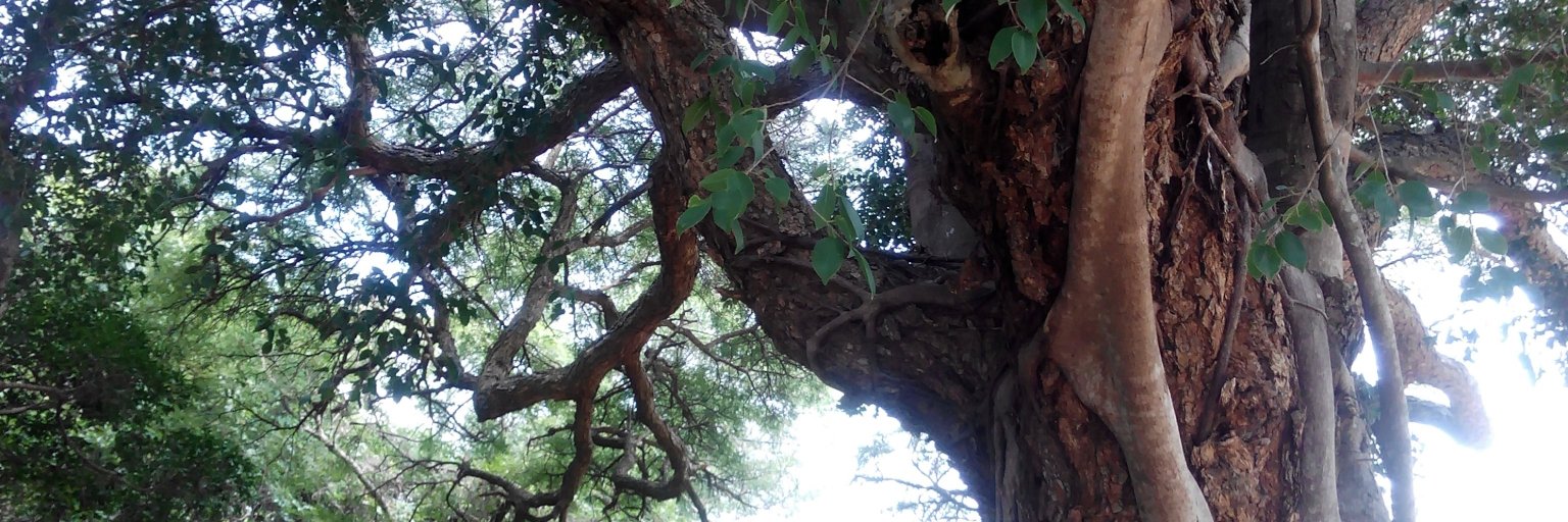 Ana Regina Segura banner