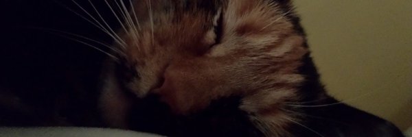 SpadesShark Profile Banner