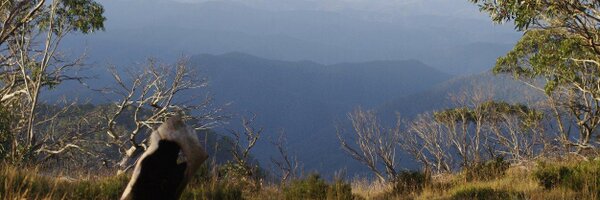 wombling Profile Banner