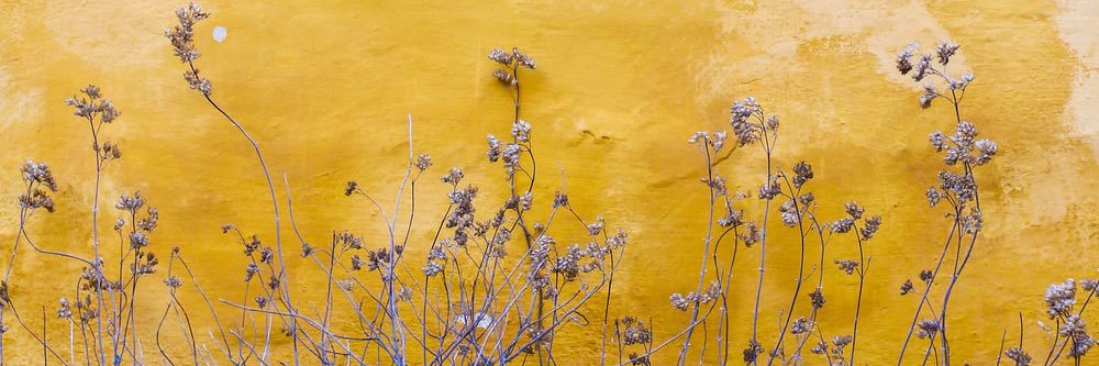🌻. banner