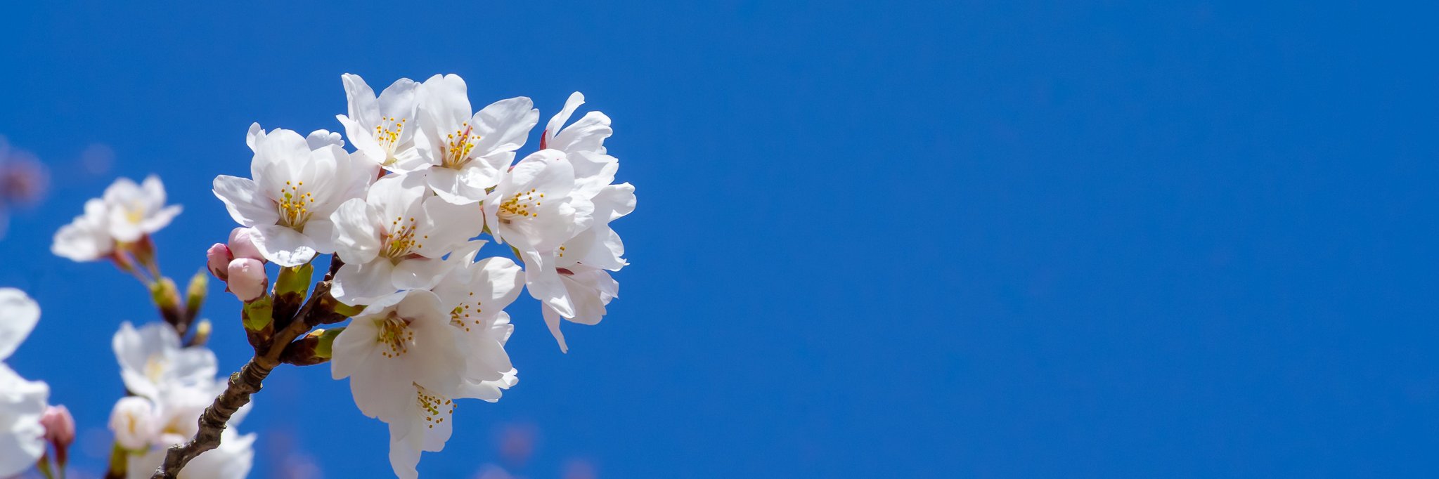 ATA911's profile banner image