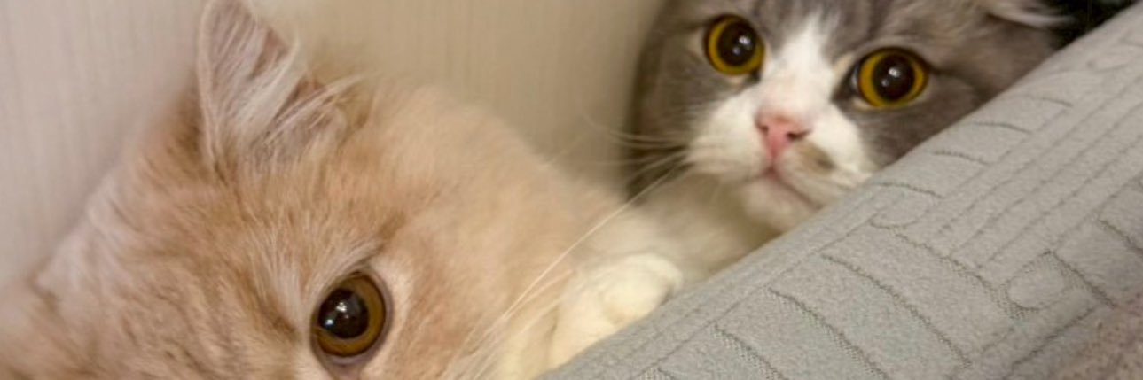 赤ちゃむ banner