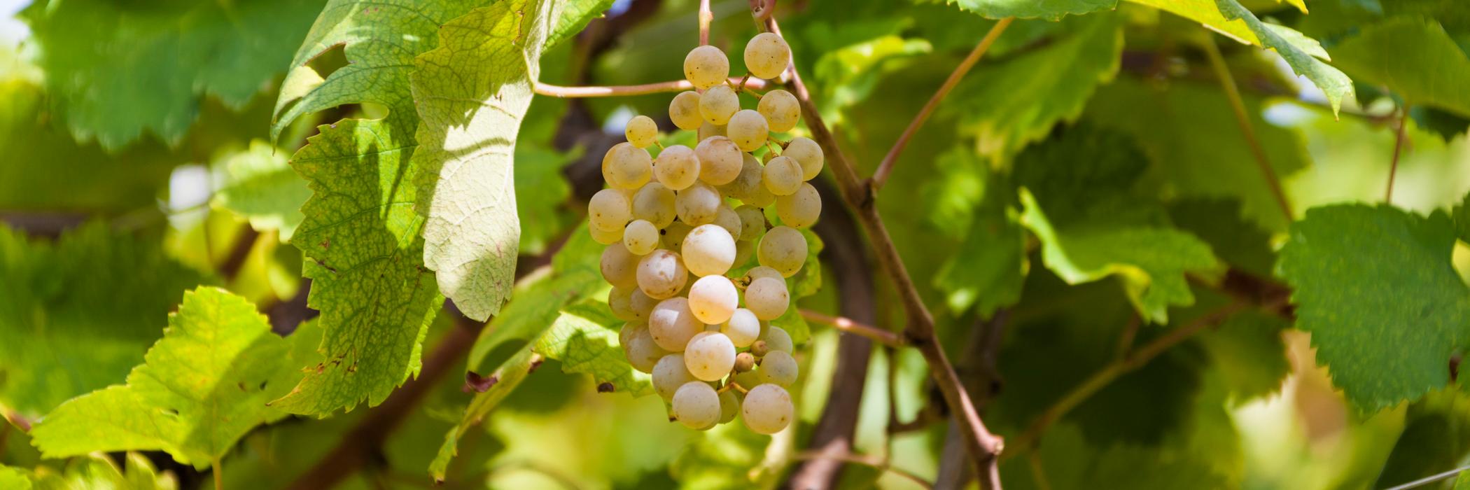 Prosecco_com's profile banner image