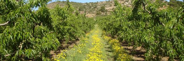 JosepPapio Profile Banner