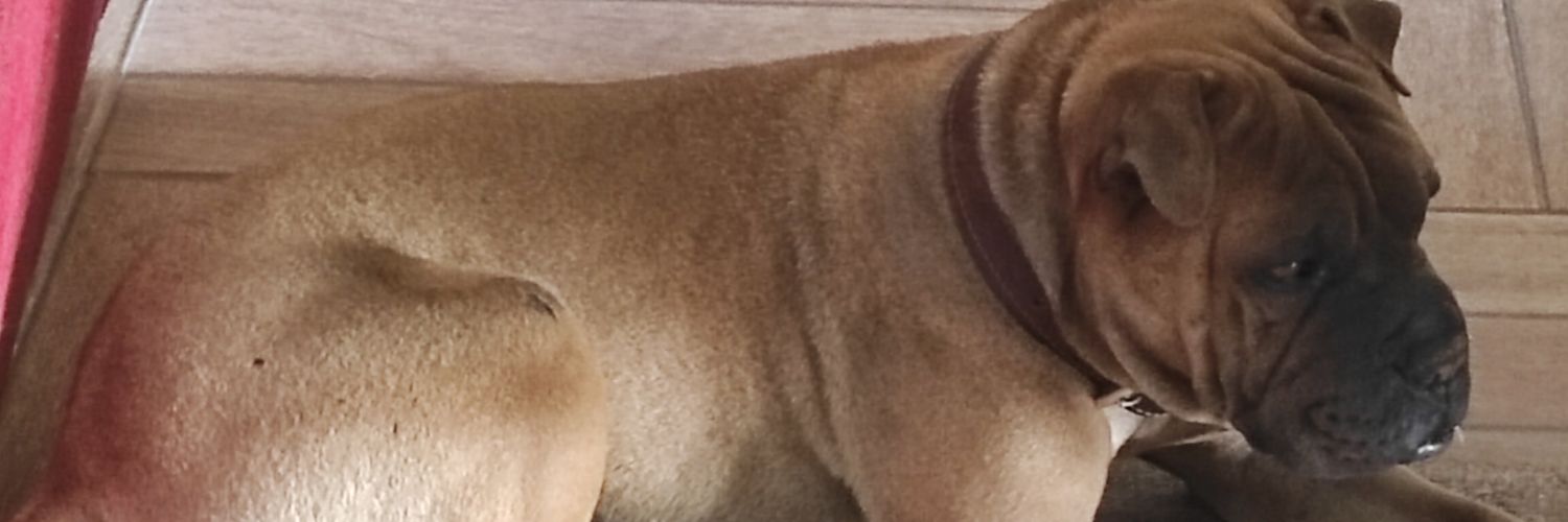 mayedmetuaze's profile banner image