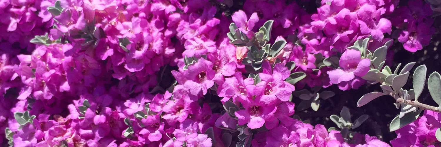 verysoftlake's profile banner image