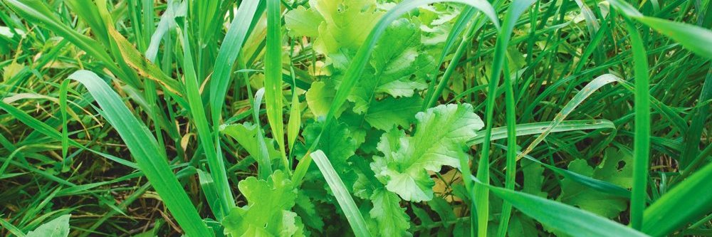 SCIAHamiltonWentworth banner