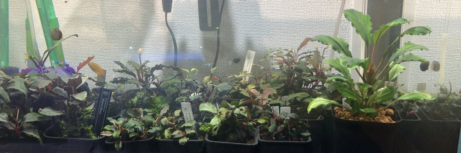 うめ@アクアリウム banner