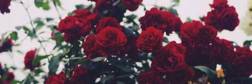 LolaRNR's profile banner image
