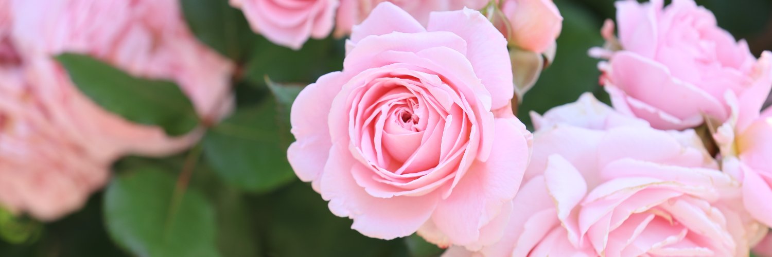 鵬 皐@ラグコス参加 banner