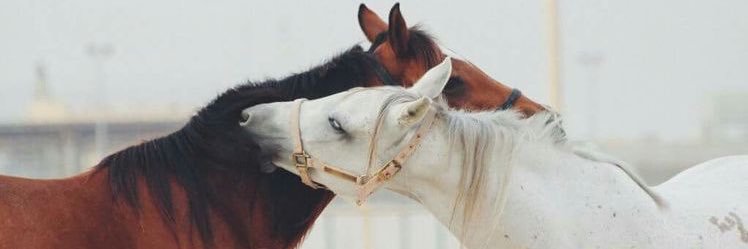 ♡ banner