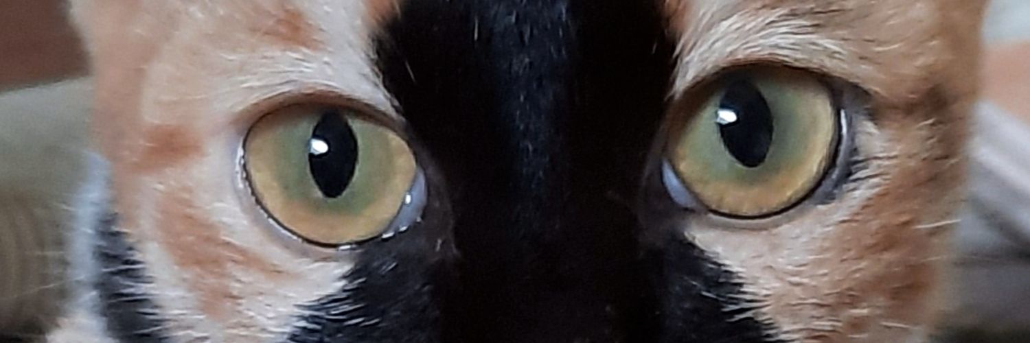 aidacht's profile banner image