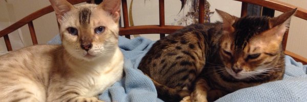 Marashantia Profile Banner