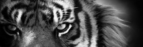 Fan1DLaura's profile banner image