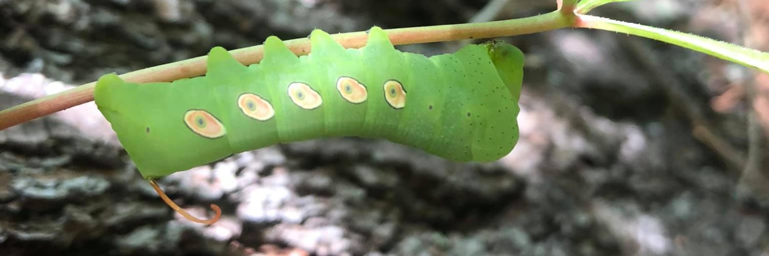 BugCatcherDHawk banner