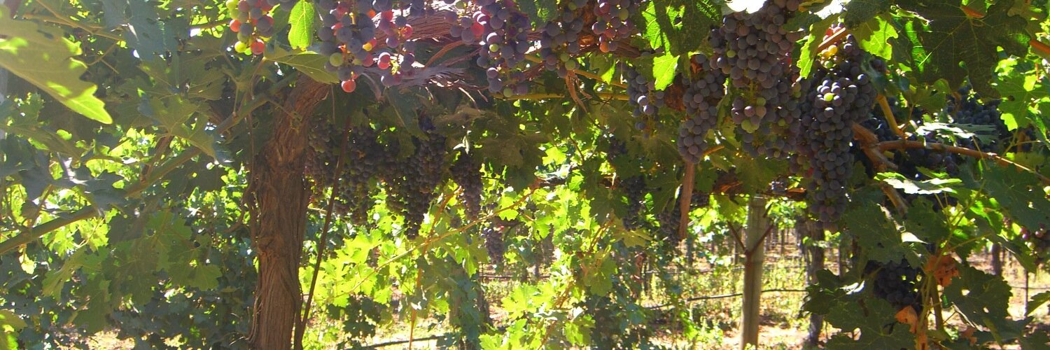 wine_junkie2's profile banner image