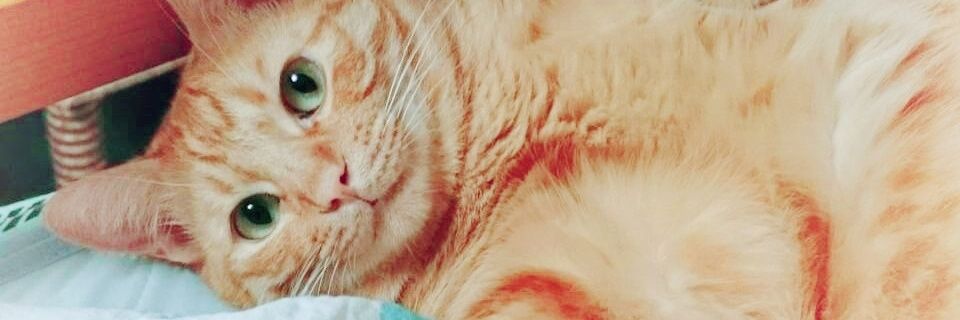 misa_7thmoon's profile banner image