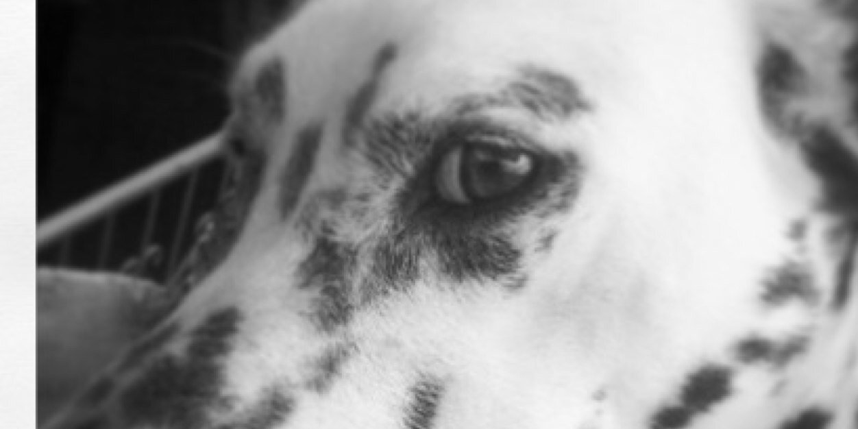 marcelalvaradod's profile banner image