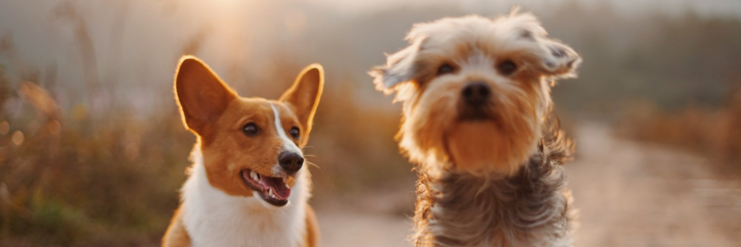 walkingdog56's profile banner image