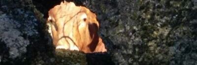 Toros de Castilla banner