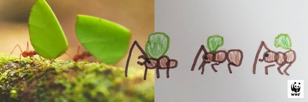 WWFEcuador Profile Banner