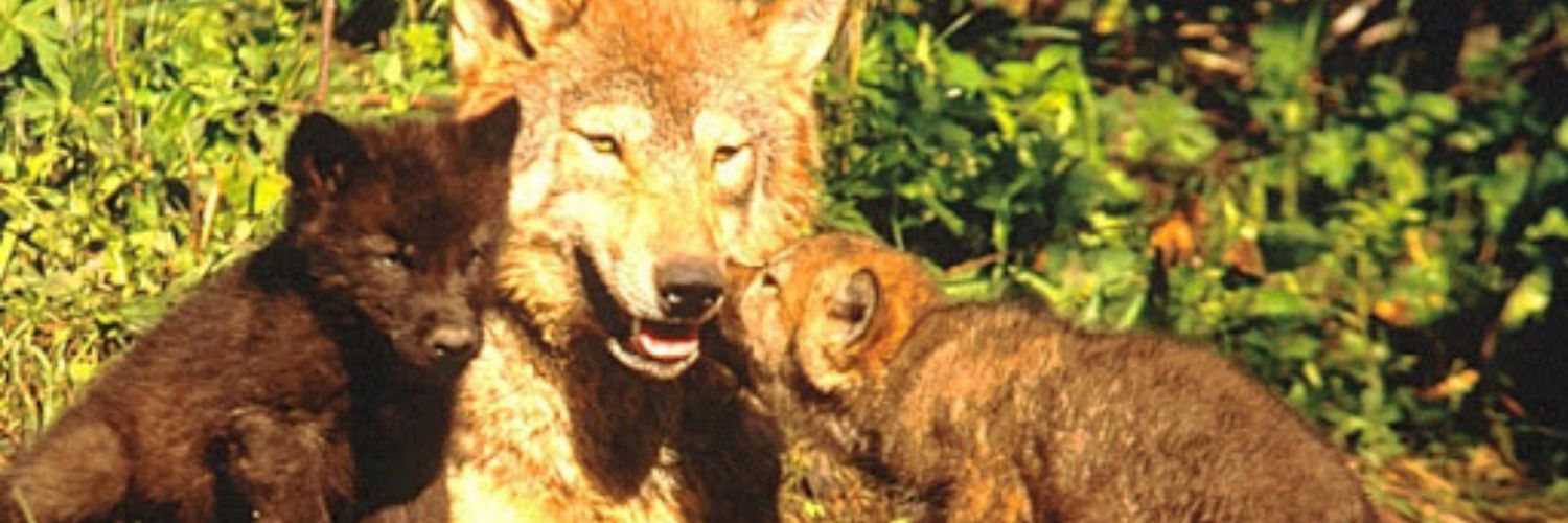 Solomon Lindley banner