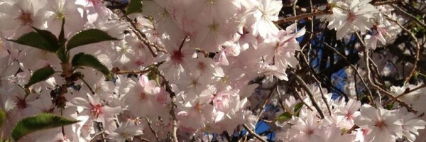 RogerCookTOH Profile Banner