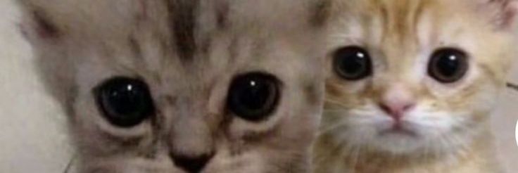 Trezident_rawr_'s profile banner image