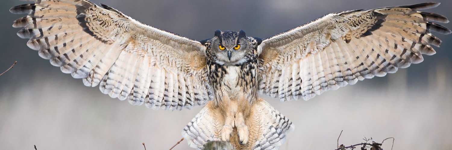 Colorado Rick banner