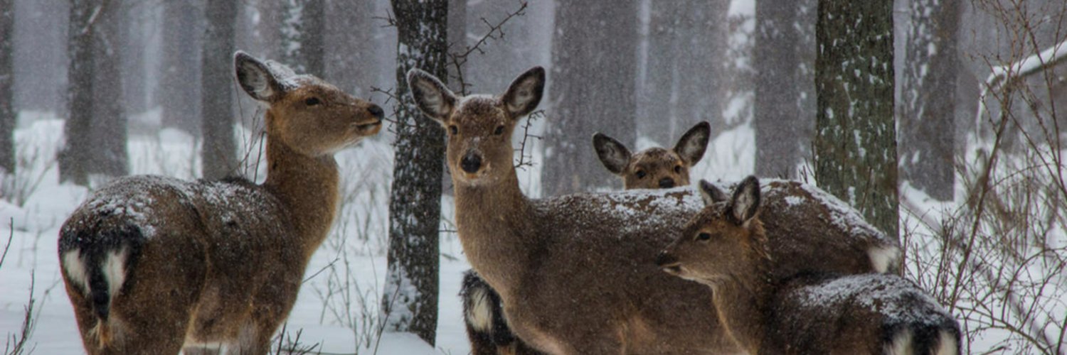WWF Central and Eastern Europe banner