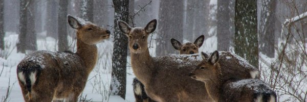 WWFCEE Profile Banner