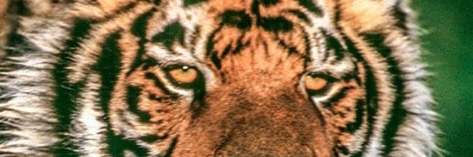 carraro225's profile banner image