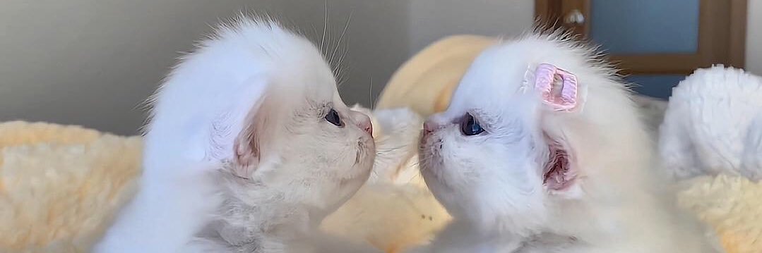 pnnnnz's profile banner image