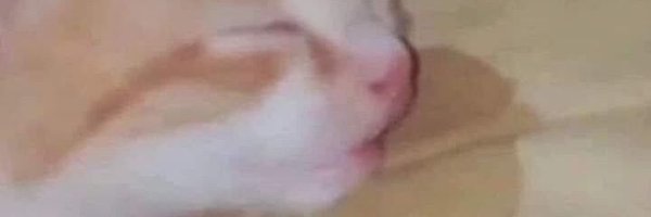odeiootaco Profile Banner