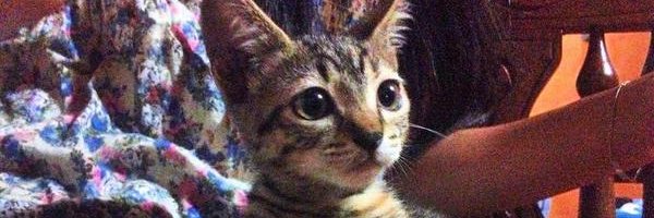 ViioletSC's profile banner image