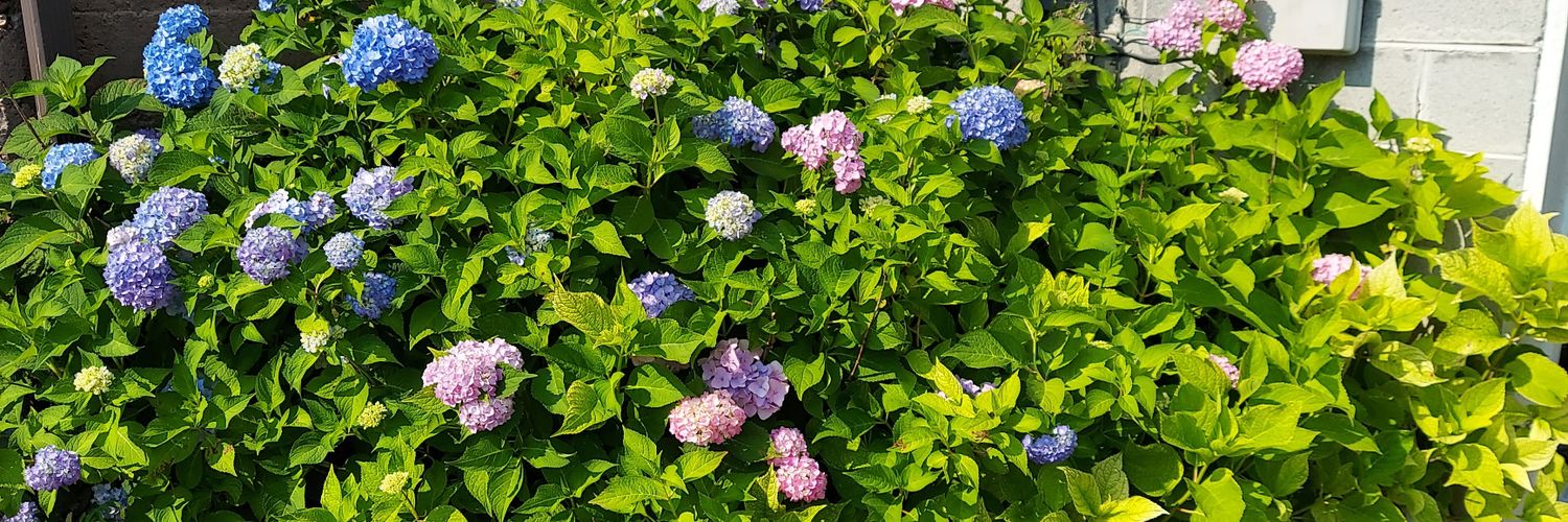 Blue Boop banner