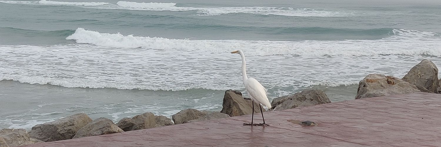 Omar_Obregon's profile banner image