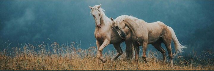 Hatice_aydn55's profile banner image