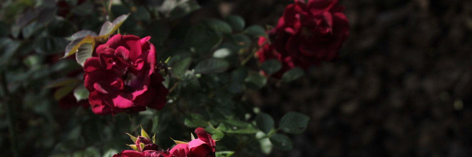 stephraack's profile banner image