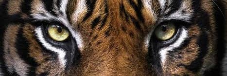 memokike's profile banner image