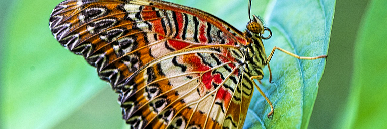 jahanba_rasta's profile banner image