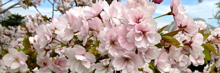 esesspring🌺 banner