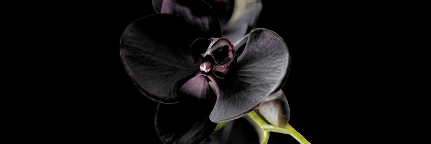 NBellllla's profile banner image