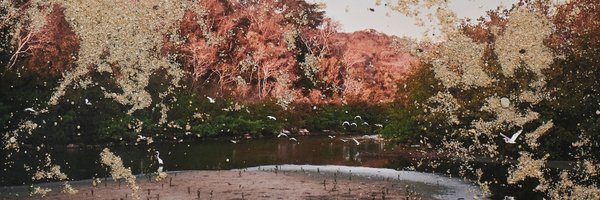 _mahelipe_ Profile Banner