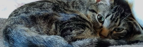 Elynea_ Profile Banner