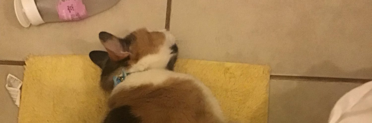 Sebastian Aliaga banner