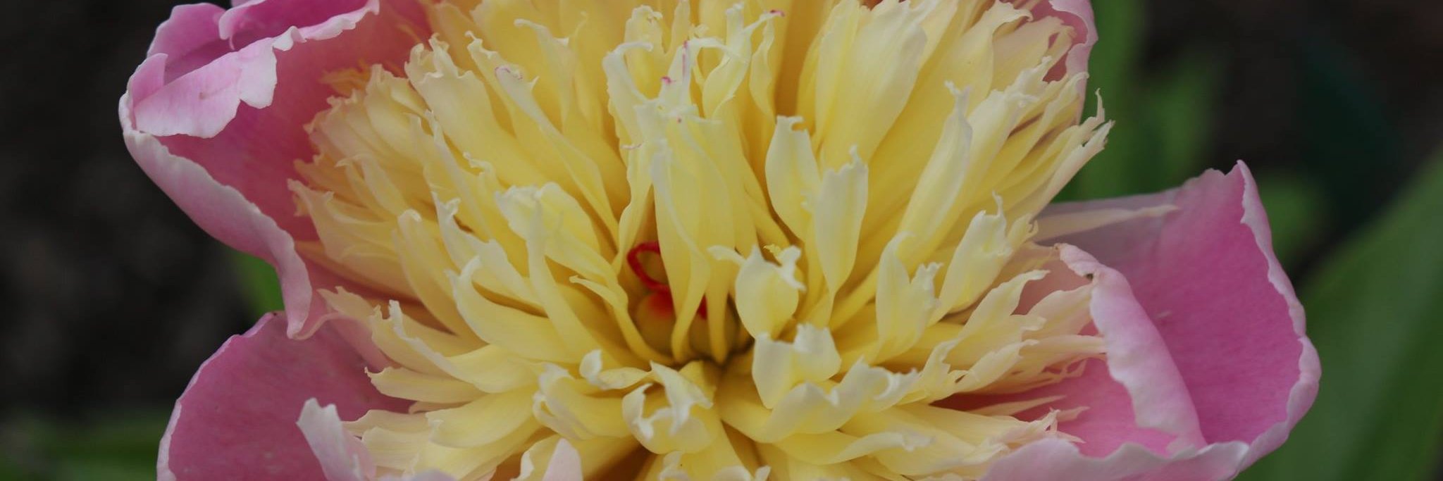 JanetHayBlagg's profile banner image