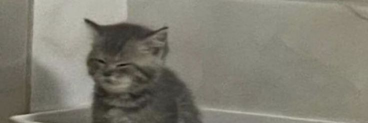 ꧁𝒓𝒙𝒔𝒊𝒆._.𝒓𝒐𝒔𝒆꧂ banner