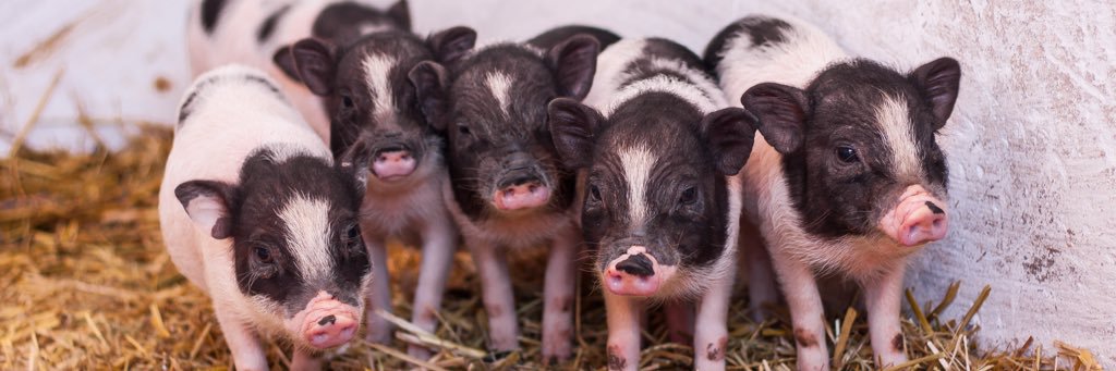 SANTUARIO LA CANDELA banner